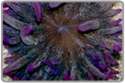 Purple Tip Long Tentacle Anemone